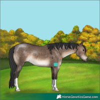 Horse Color:Brown Dun