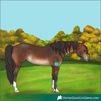 Horse Color:Bay 