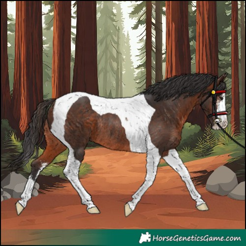 Horse Color:Unknown 
