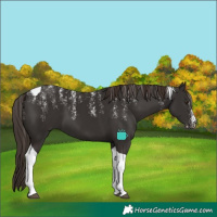 Horse Color:Powder White Liver Chestnut Tobiano