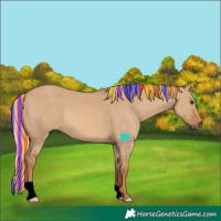 Horse Color:Painted Red Dun