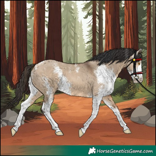 Horse Color:Unknown 
