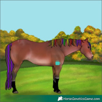 Horse Color:Painted Bay Tobiano