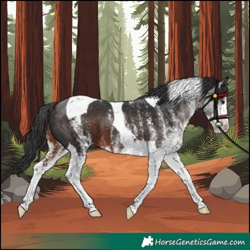 Horse Color:Unknown 