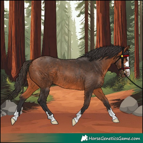 Horse Color:Unknown 