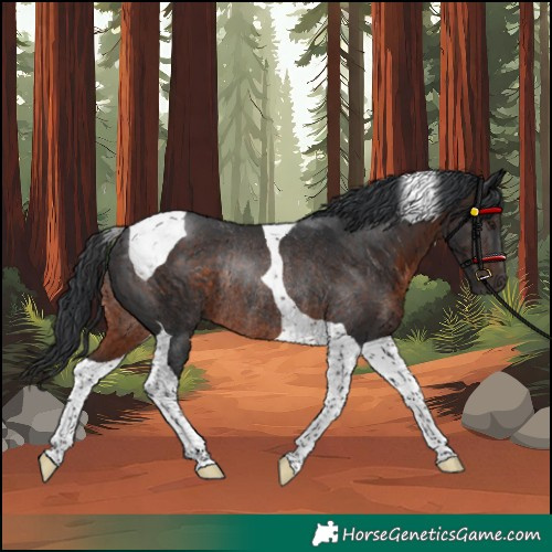 Horse Color:Unknown 