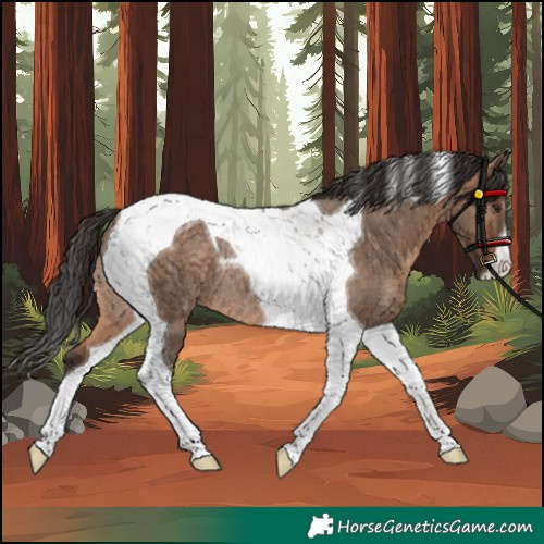 Horse Color:Unknown 