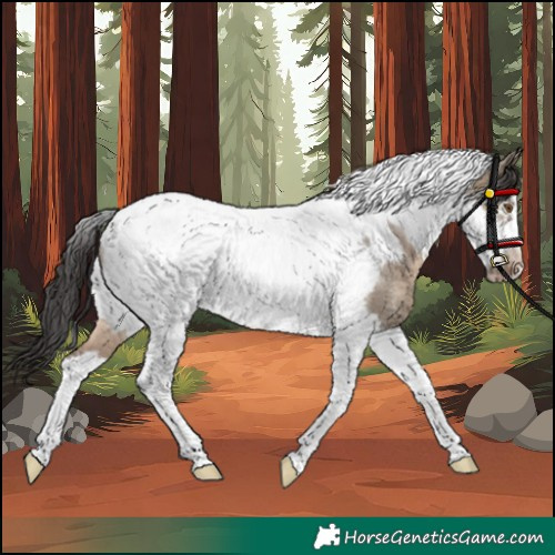 Horse Color:Unknown 