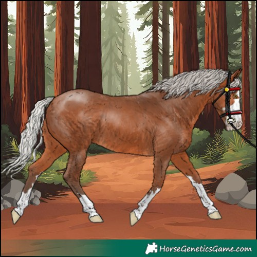 Horse Color:Unknown 