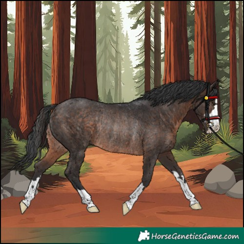 Horse Color:Unknown 