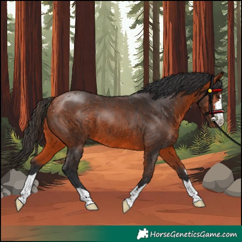 Horse Color:Unknown 