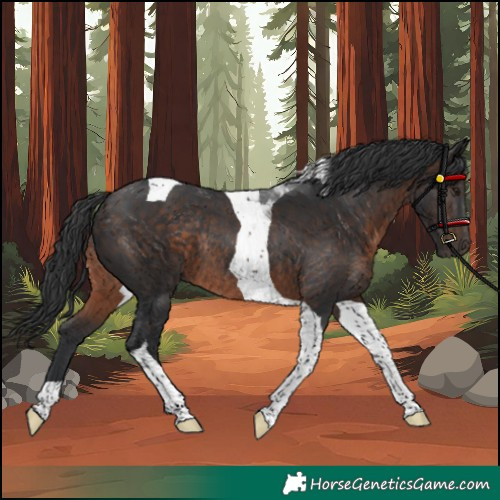 Horse Color:Unknown 