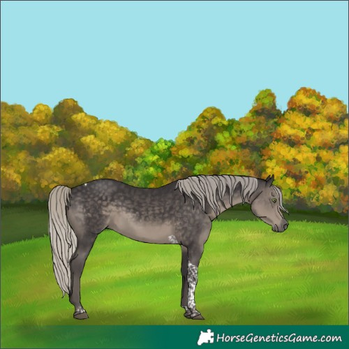 Horse Color:Silver Smoky Black Tobiano 