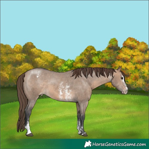 Horse Color:Brown Dun Sabino Varnish 