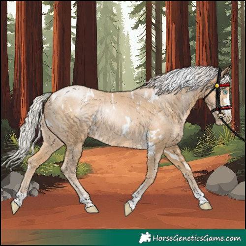 Horse Color:Unknown 