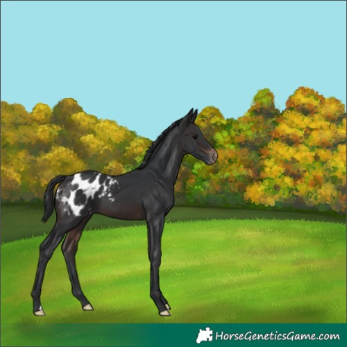 Horse Color:Brown Appaloosa 