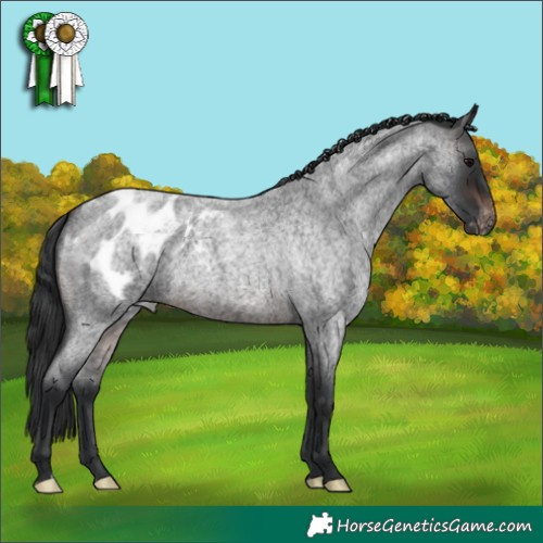 Horse Color:Brown Roan Blanket