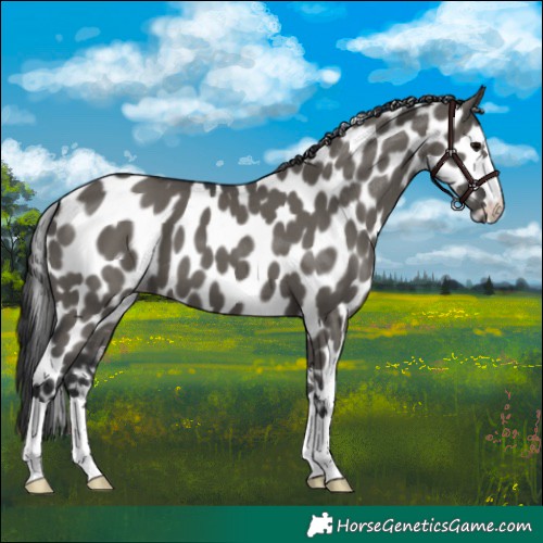 Horse Color:Grullo Near Leopard