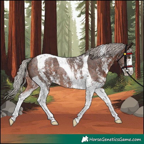 Horse Color:Unknown 
