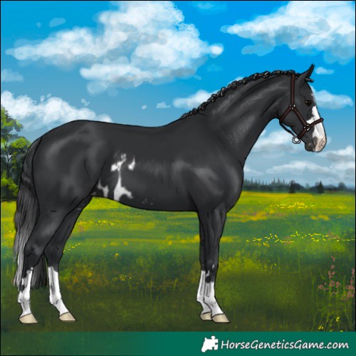 Horse Color:Black Skewed LP Spotted