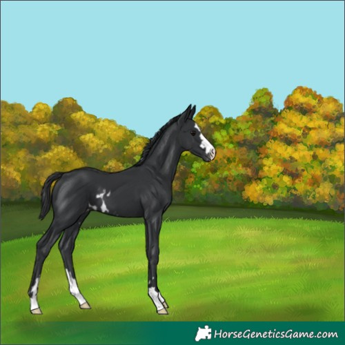 Horse Color:Black Skewed Appaloosa 