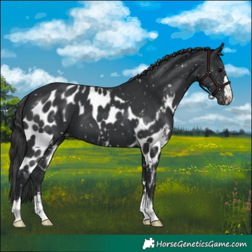 Horse Color:Black Skewed Appaloosa