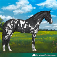 Horse Color:Black Skewed Appaloosa