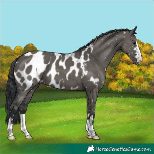 Horse Color:Grullo Appaloosa