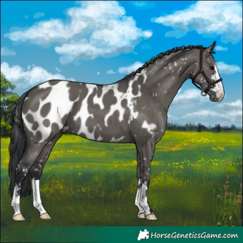 Horse Color:Grullo Appaloosa 