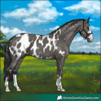 Horse Color:Grullo Appaloosa