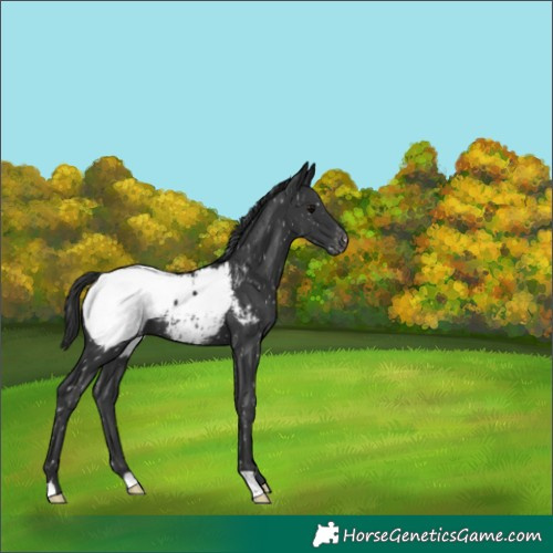 Horse Color:Black Appaloosa 