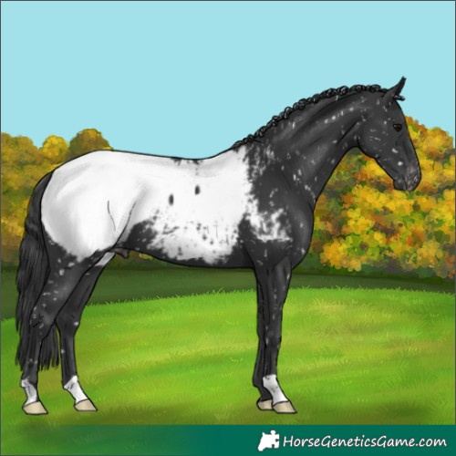Horse Color:Black Appaloosa