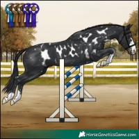 Horse Color:Black Skewed Appaloosa 