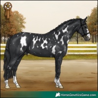 Horse Color:Black Skewed Appaloosa 