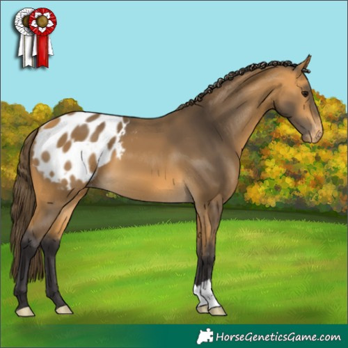 Horse Color:Buckskin Appaloosa