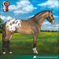 Horse Color:Buckskin Blanket 