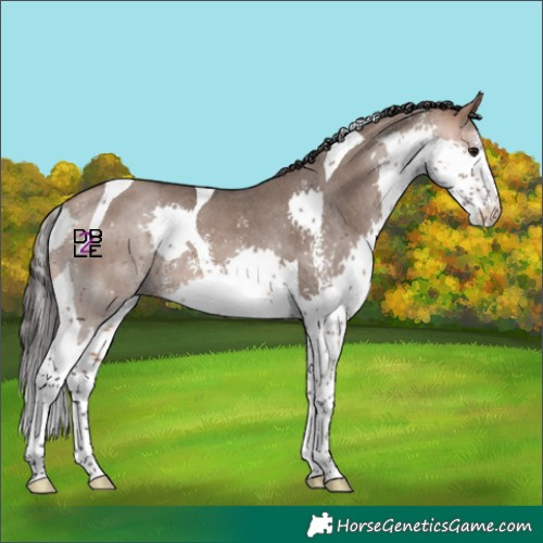 Horse Color:Bay Dun Sabino Splash Tobiano 