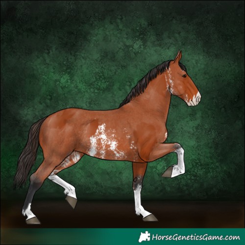 Horse Color:Bay Sabino Rabicano  and Bay Sabino Rabicano 