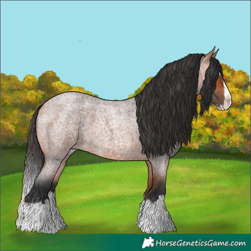Horse Color:Bay Roan Splash 