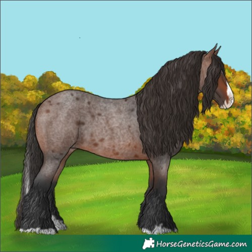 Horse Color:Brown Roan Splash