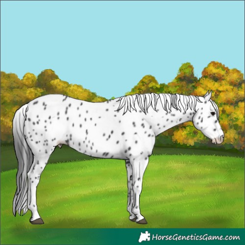 Horse Color:White Spotted Black Appaloosa Rabicano