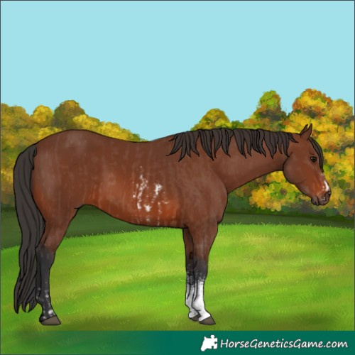 Horse Color:Brown Sabino Rabicano  and Brown Sabino Rabicano 
