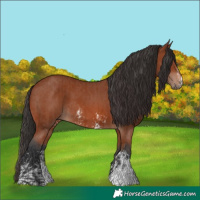 Horse Color:Bay Sabino Rabicano  and Bay Sabino Rabicano 