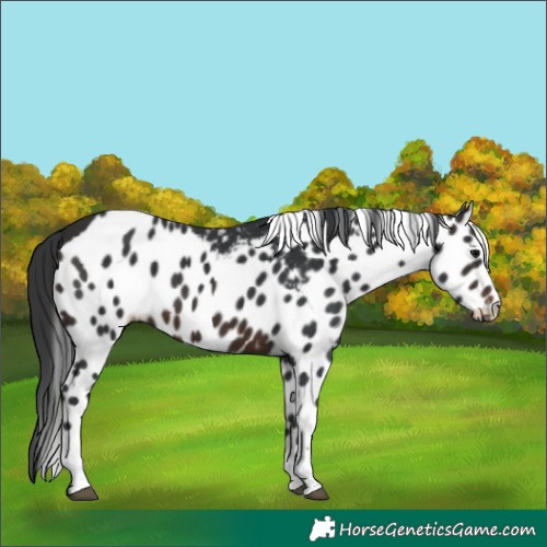 Horse Color:Brown Tobiano Skewed Appaloosa