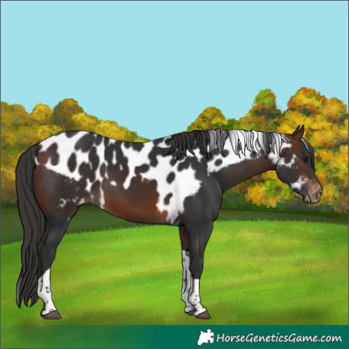 Horse Color:Brown Tobiano Skewed Appaloosa 
