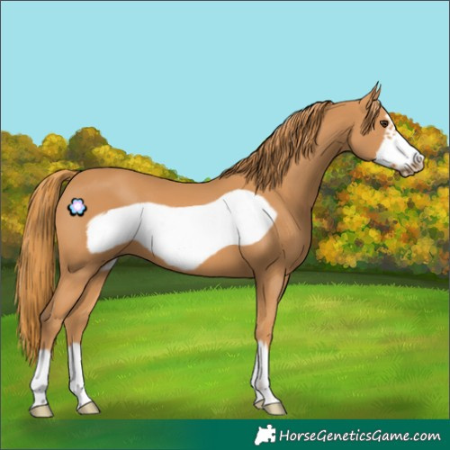 Horse Color:Chestnut Frame 