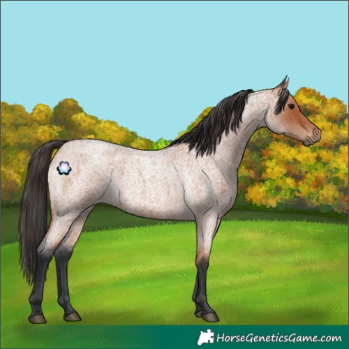 Horse Color:Bay Roan 
