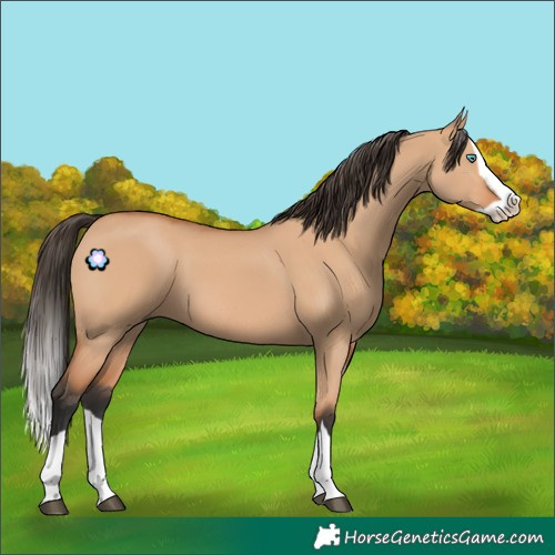 Horse Color:Bay Dun Splash