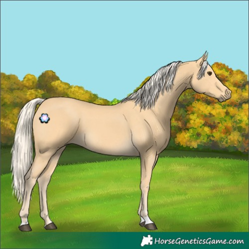 Horse Color:Palomino