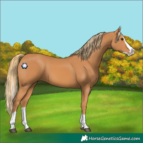 Horse Color:Chestnut Splash